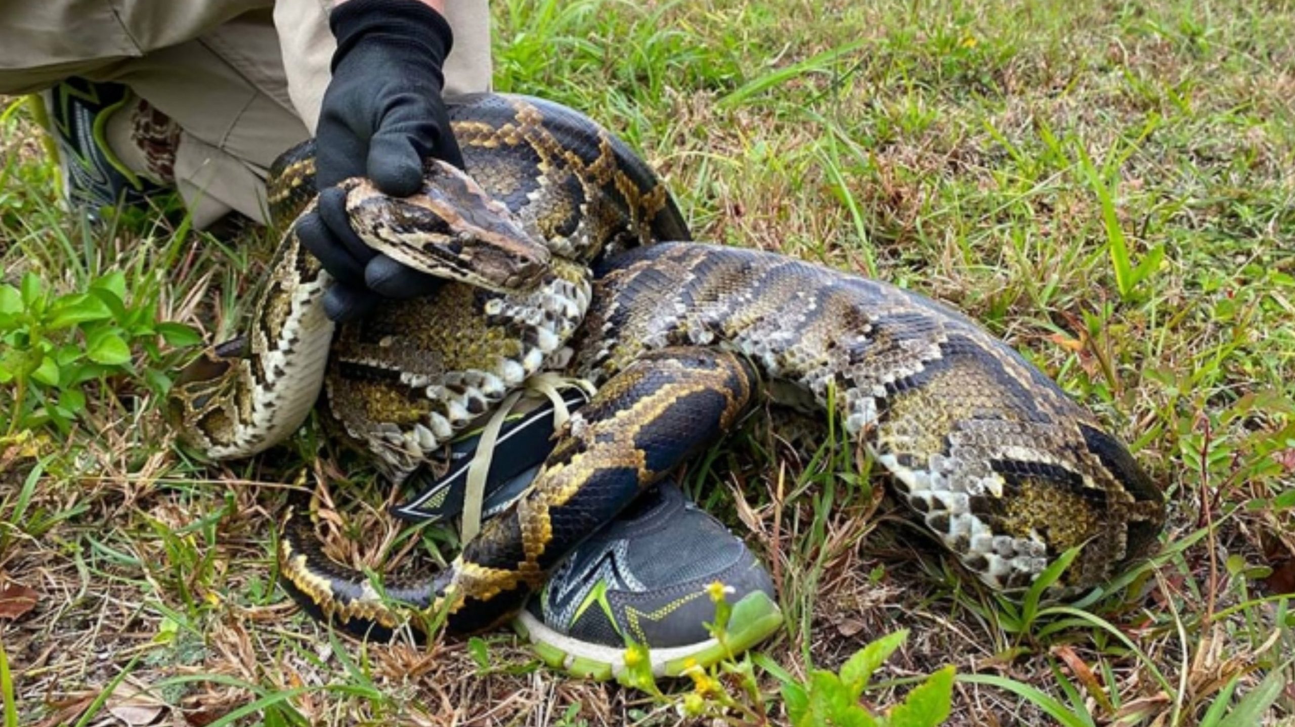 A 5-metre python swallows a woman in Indonesia: she was discovered after the animal’s stomach was cut open, Magnate Daily