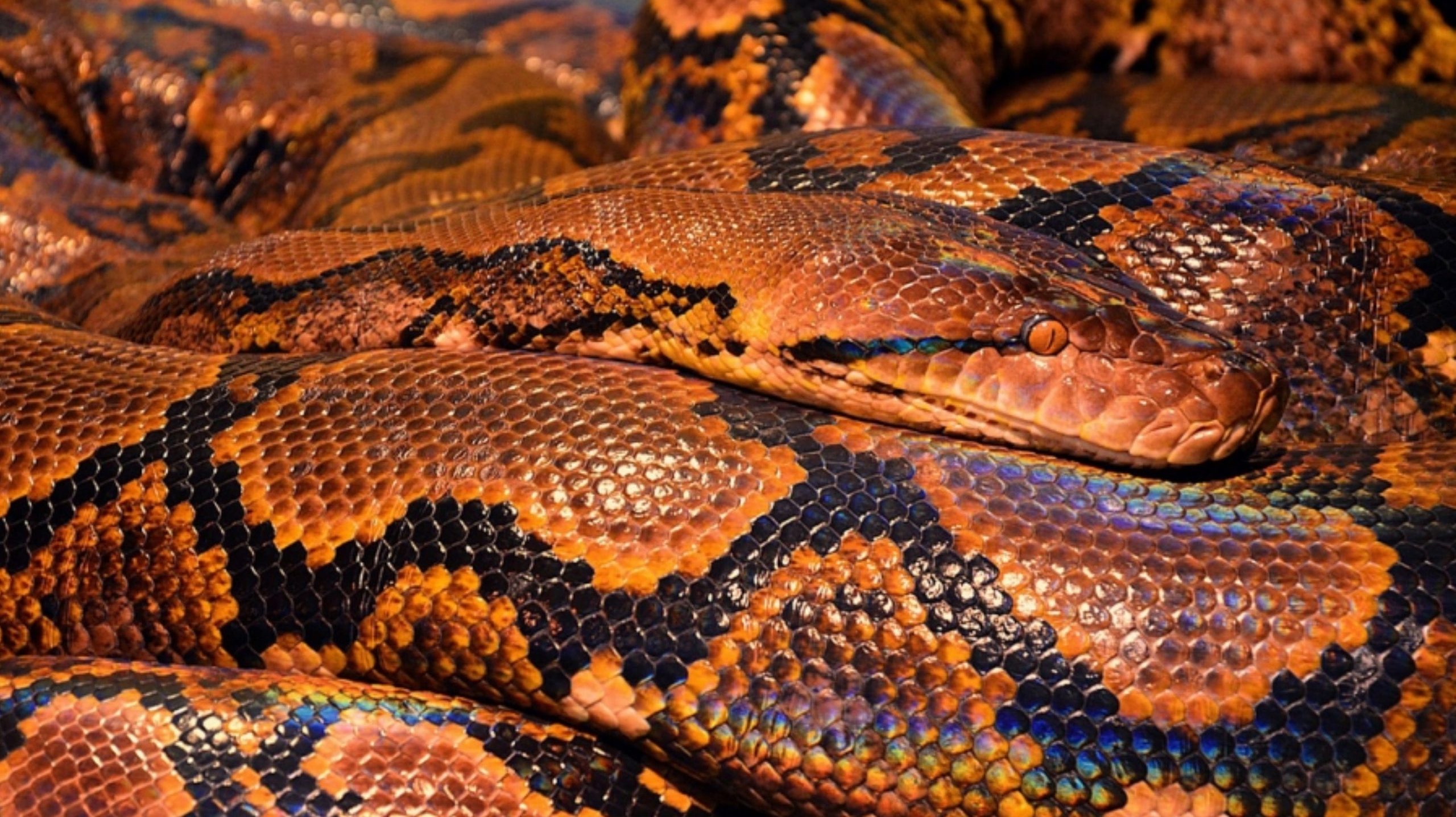 A 36-year-old woman missing in Indonesia is found… in the belly of a python, Magnate Daily