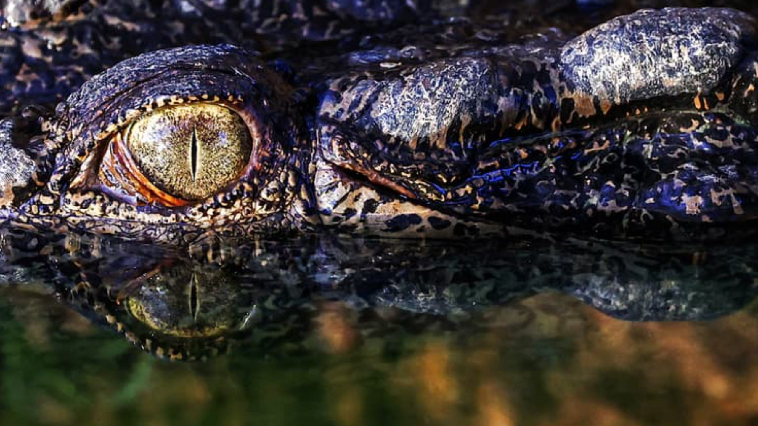 12-year-old girl “attacked” by a crocodile in Australia: police discover human remains, Magnate Daily